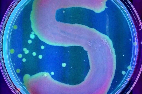 Students at a Youth-In-Custody facility learned about the role of bacteria (positive and negatvie) and the process of plating it into agar plates. They also learned about artwork created by smearing bacteria on agar plates, and then had the opportunity to make their own.