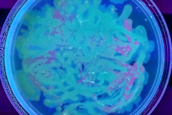 Students at a Youth-In-Custody facility learned about the role of bacteria (positive and negatvie) and the process of plating it into agar plates. They also learned about artwork created by smearing bacteria on agar plates, and then had the opportunity to make their own.