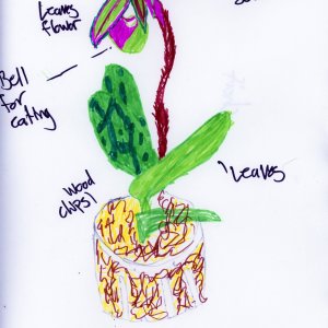 Students at a Youth-In-Custody facility learned about scientific names, plant parts, and botanical illustrations and then drew their own botanical artwork.